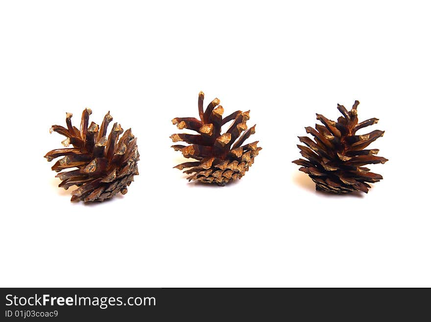 Three Pine Cones