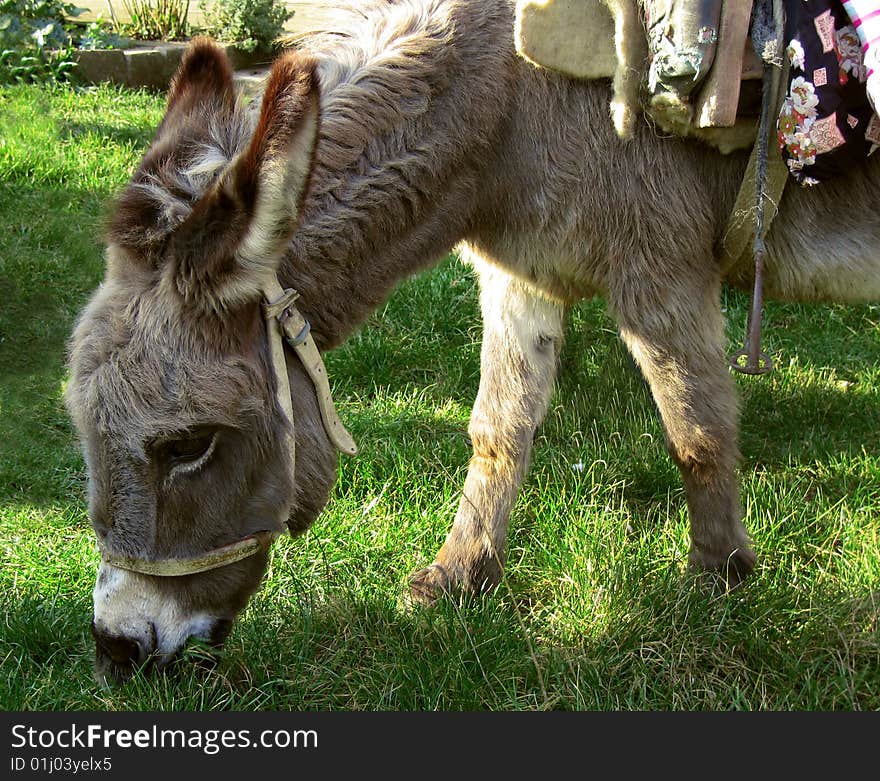 Donkey