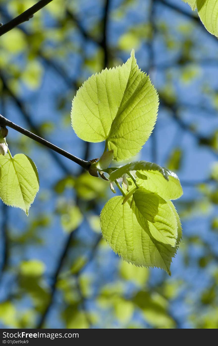 Green leaves glowing in sunlight