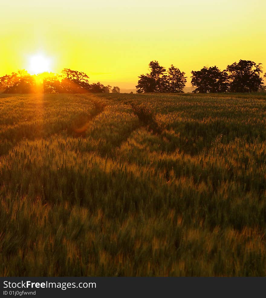 Golden corn field