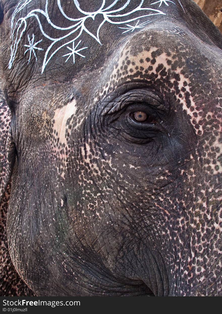 Close up of Asian elephants face and eye while getting painted. Close up of Asian elephants face and eye while getting painted