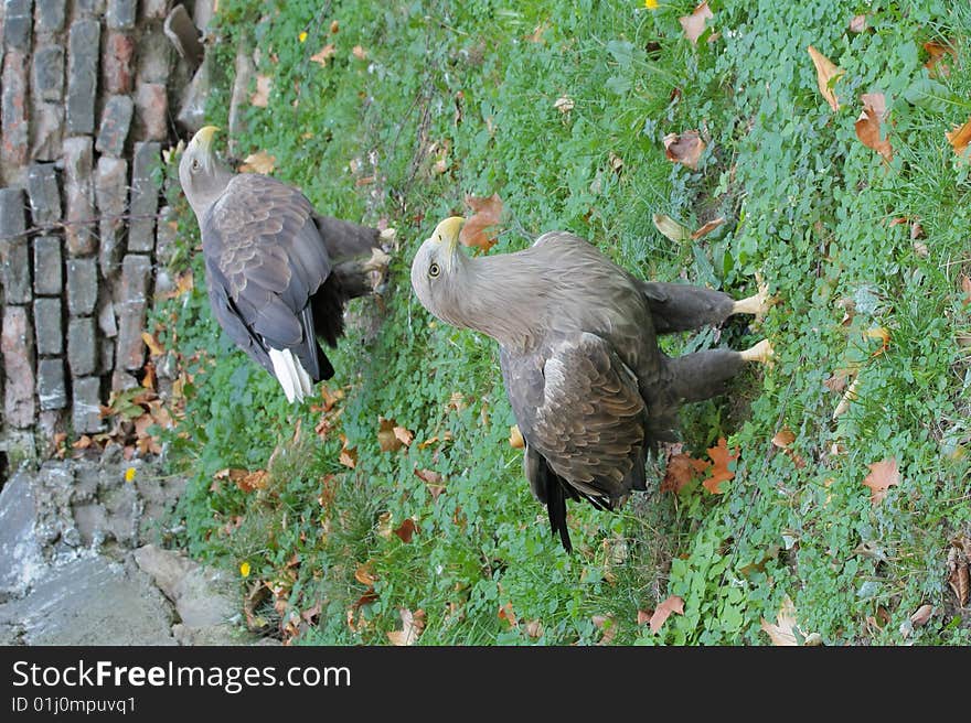 Two eagles