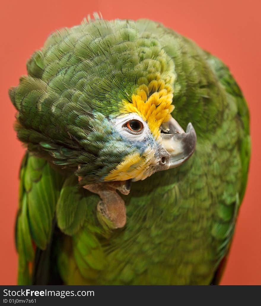 Amazon Parrot