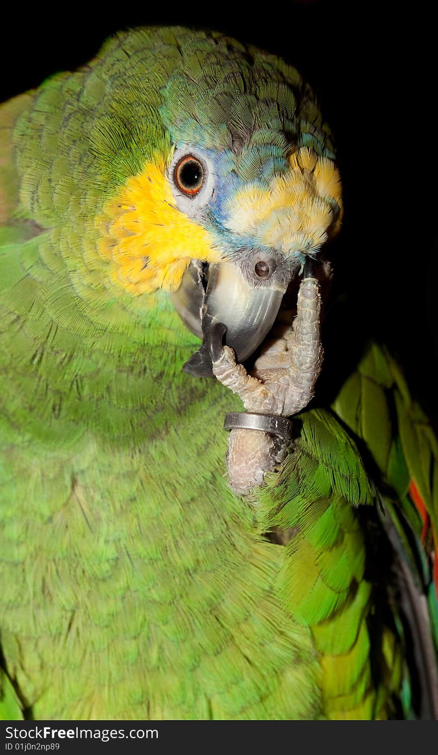 Man And Parrot