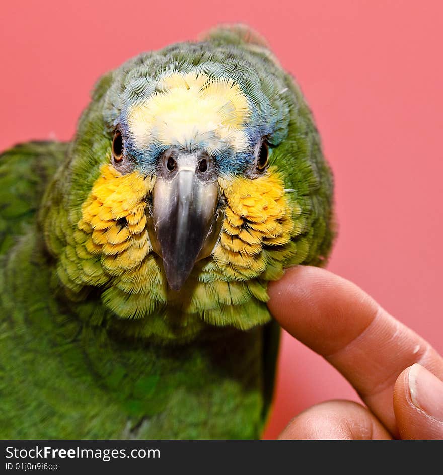 Man and Parrot