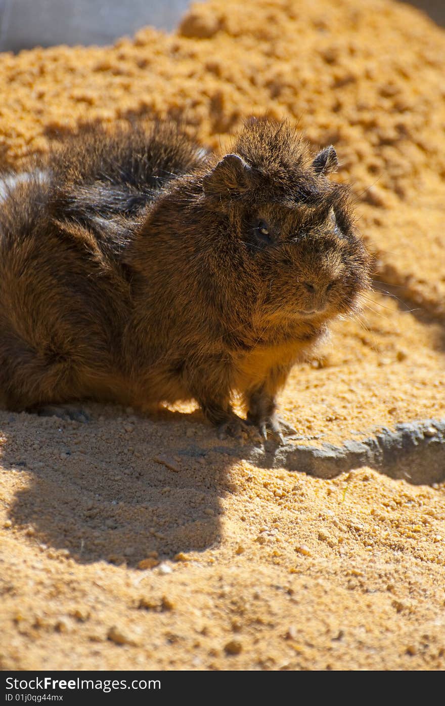 Picture of a guinea pig, little animal.