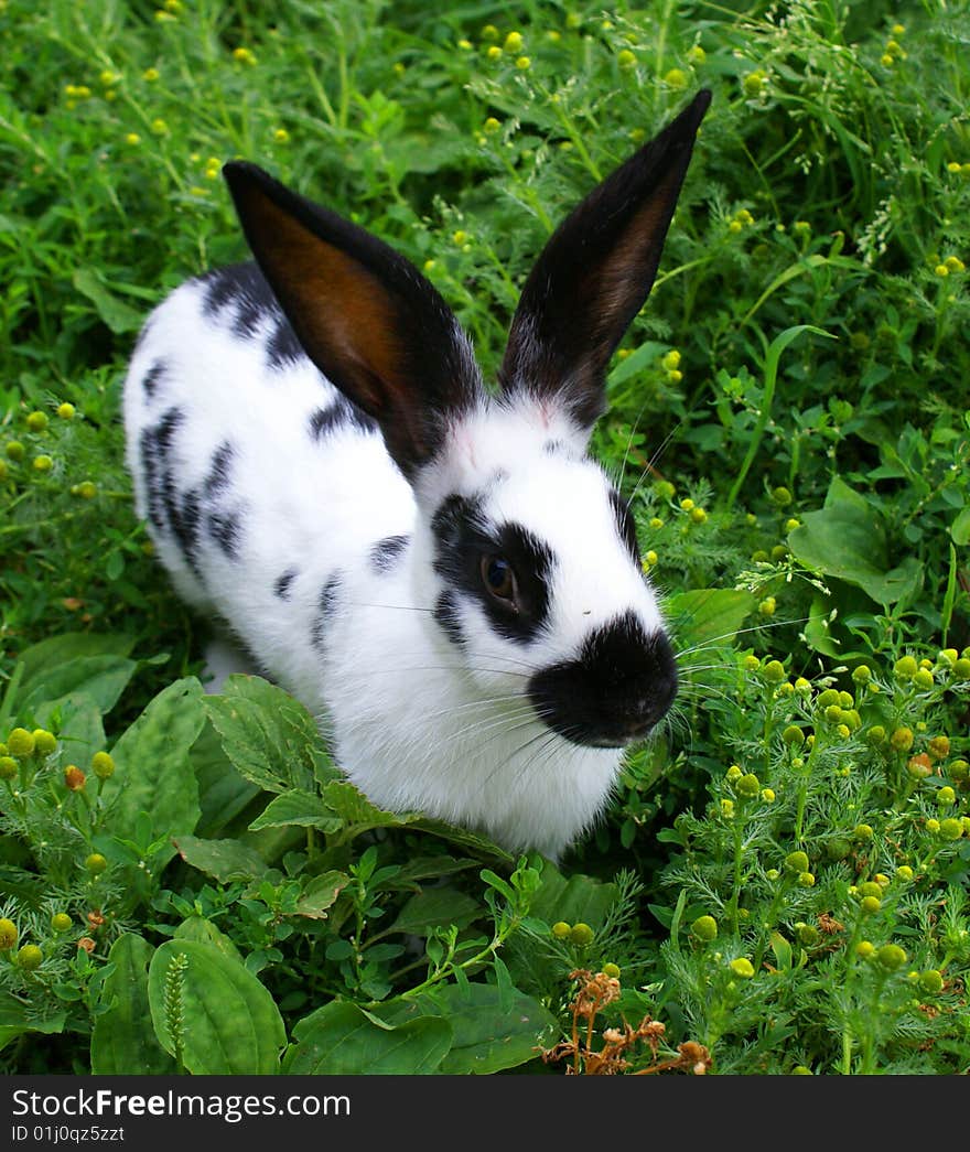 The rabbit black-and-white on a green grass has a rest. The rabbit black-and-white on a green grass has a rest