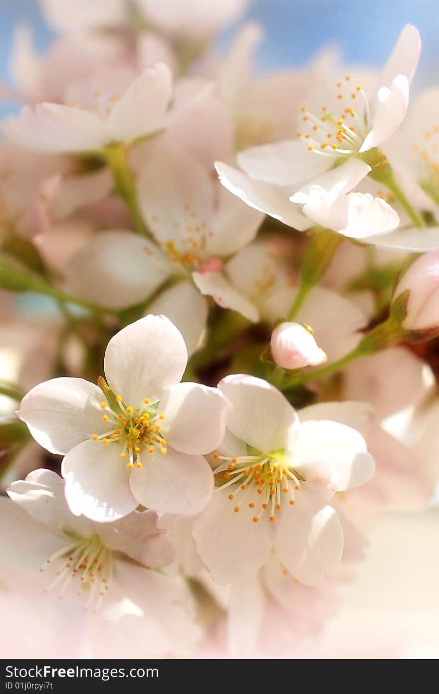 Blooming cherry flowers close up