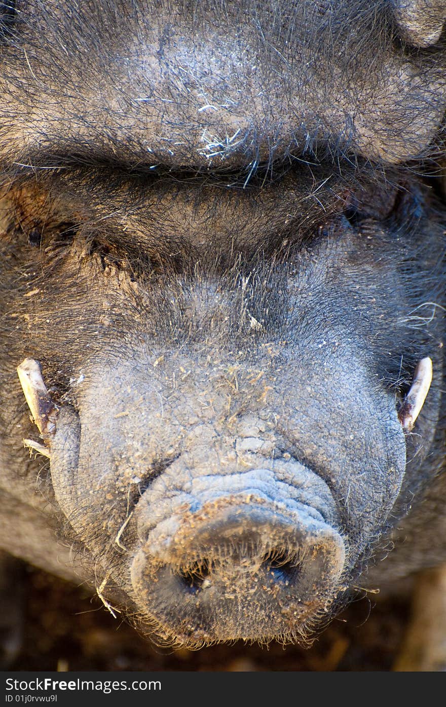 Vietnamese Pig.