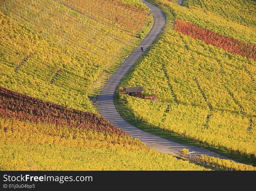 Colorful Autumn Vineyard