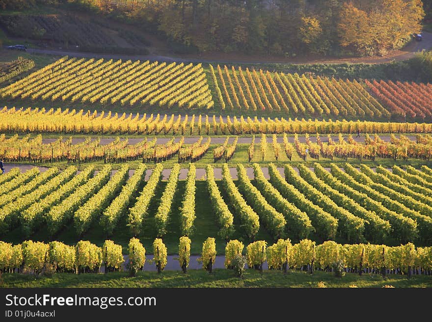 Colorful vineyard in autumn