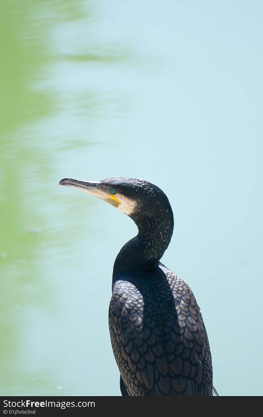 Picture of a cormorant.Nice hair and beak.