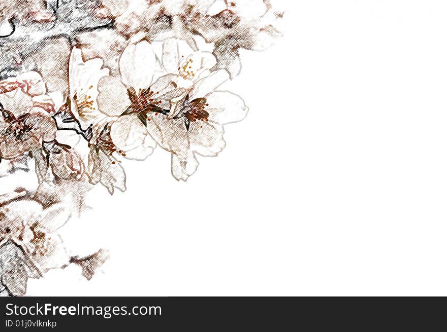 Cherry flowers crayoned in brown colors on a white background. Cherry flowers crayoned in brown colors on a white background