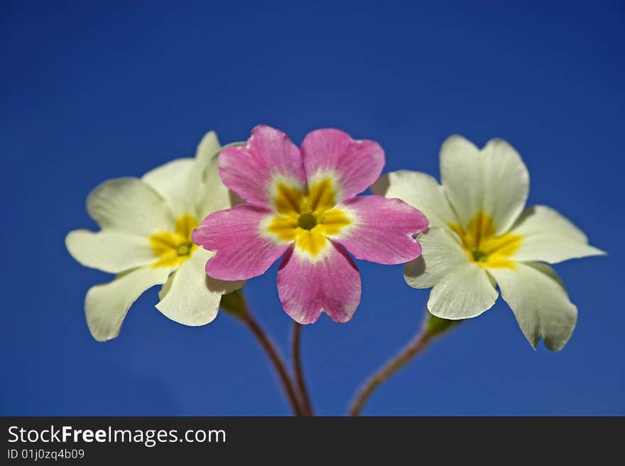 Primroses