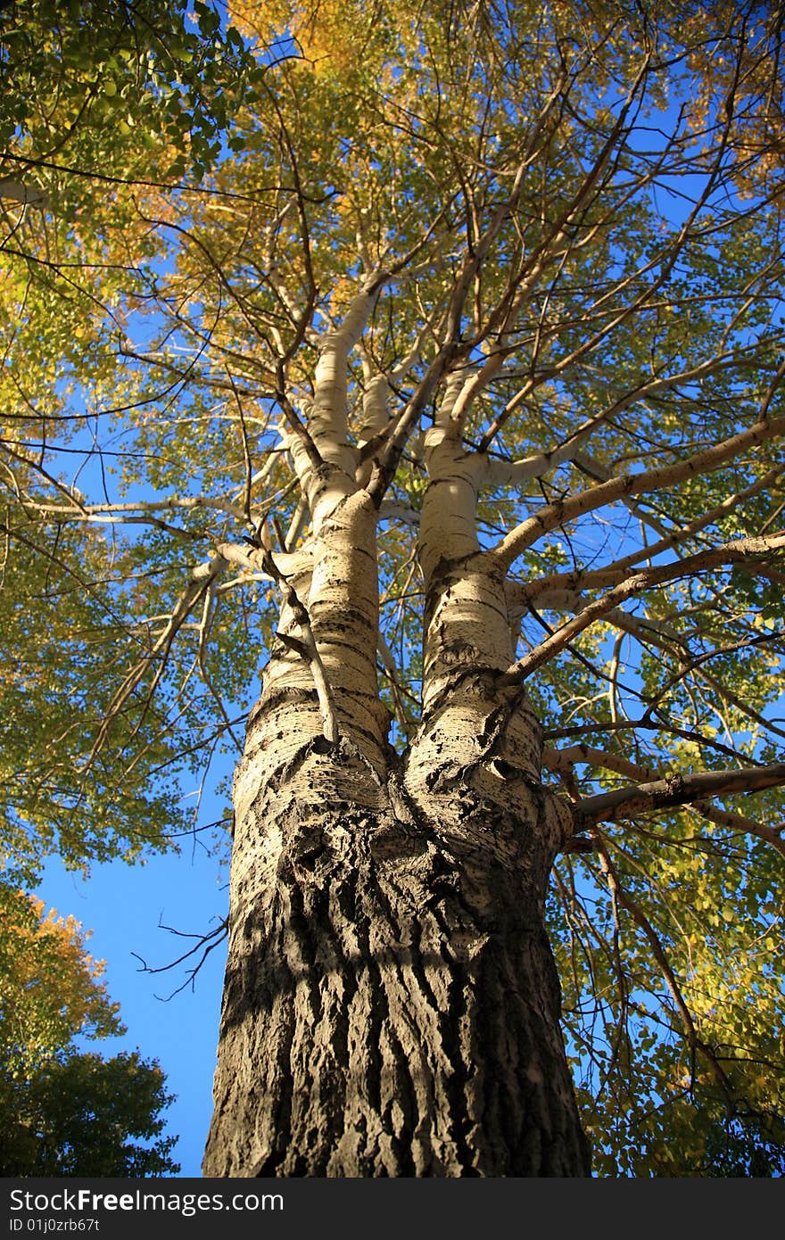 Tree in the fall with bright blue sky