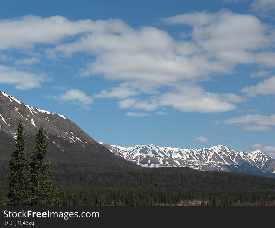 Pair of Spruce Trees and Alaska Range (Broad Pass)