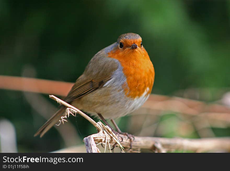 Robin