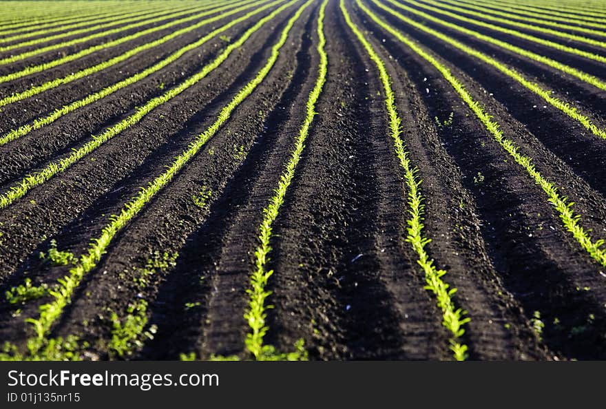 Row of green baby leaf in texas