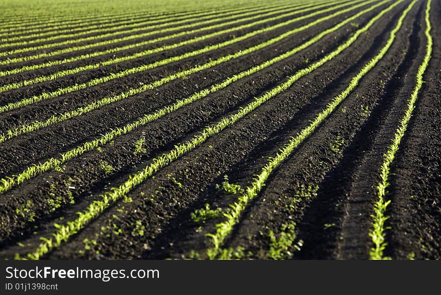 Row of green baby leaf in texas