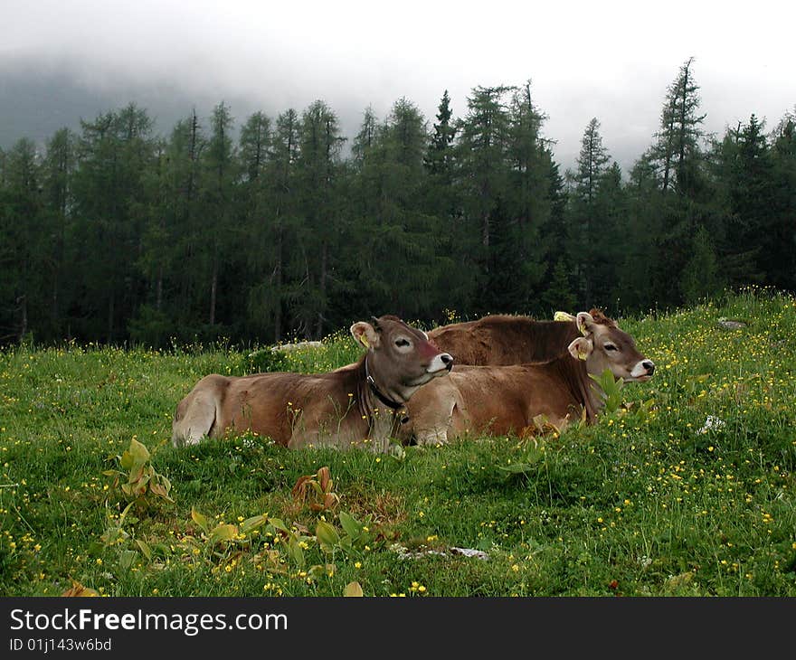 Ecology in the Slovenia mountain farm. Ecology in the Slovenia mountain farm