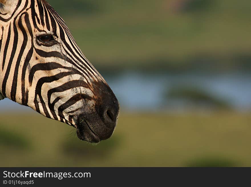 Zebra