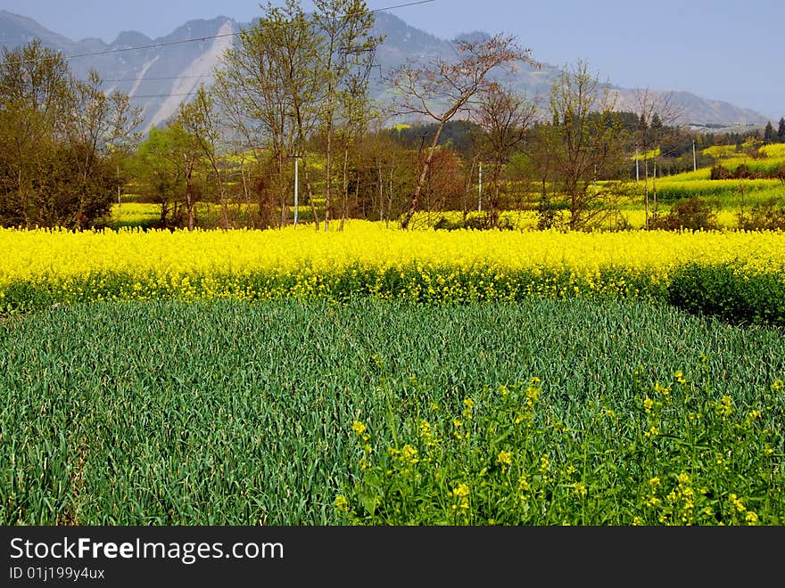 Pengzhou, China: Green Onions and Yellow Rapeseed