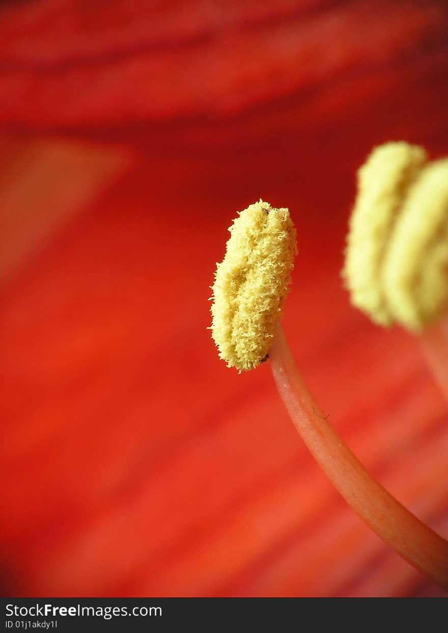 A  gynoecium with farina in a red flower.