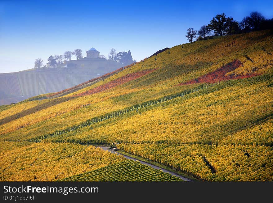 Colorful autumn vineyard