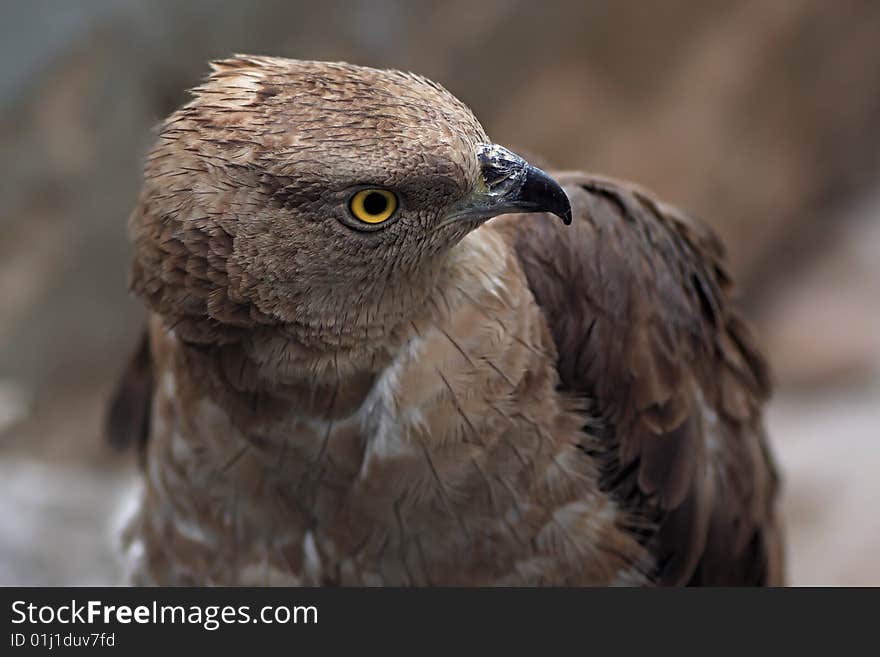 Goshawk