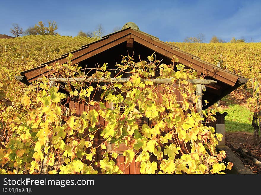 A background with a beautiful view of a
vineyard with leaves in different autumn
colors. A background with a beautiful view of a
vineyard with leaves in different autumn
colors.