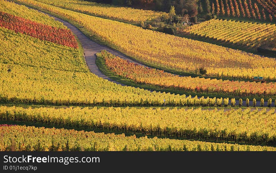 Colorful Autumn Vineyard