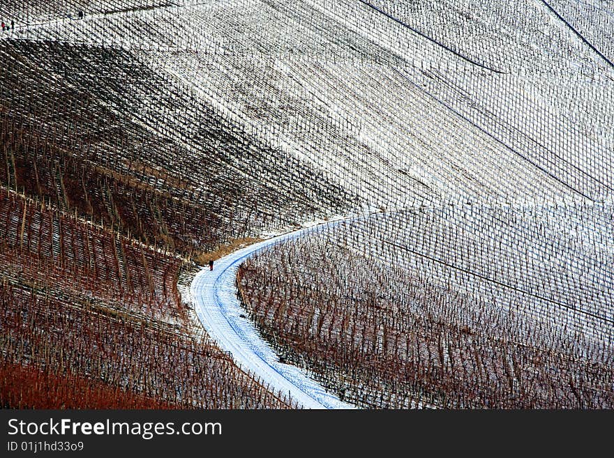 A background with a beautiful view of a
vineyard with leaves in different winter Time
colors. A background with a beautiful view of a
vineyard with leaves in different winter Time
colors.