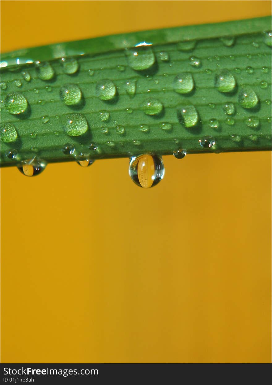 Water drops on green leaves at