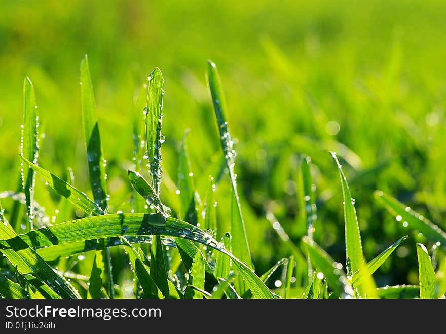 Dew drop on a blade of grass. Dew drop on a blade of grass