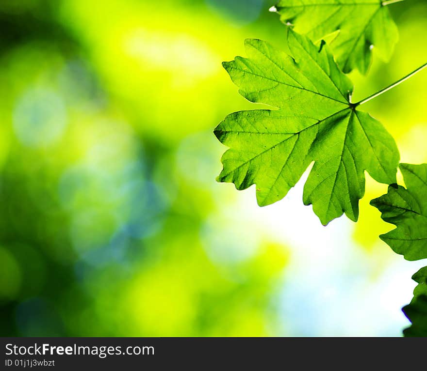 Green leaves background in sunny day