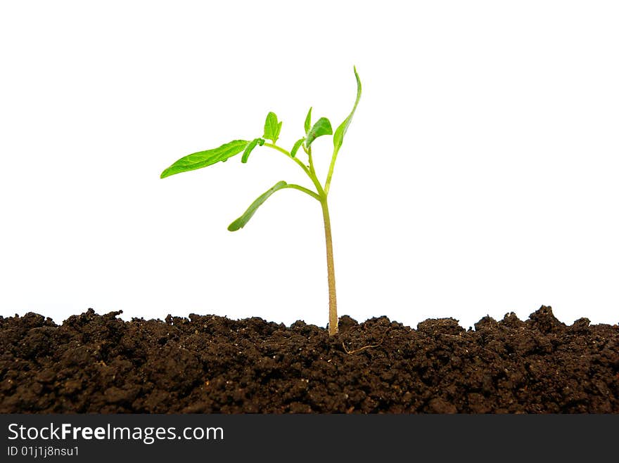 Little green plant isolated on white background. Little green plant isolated on white background