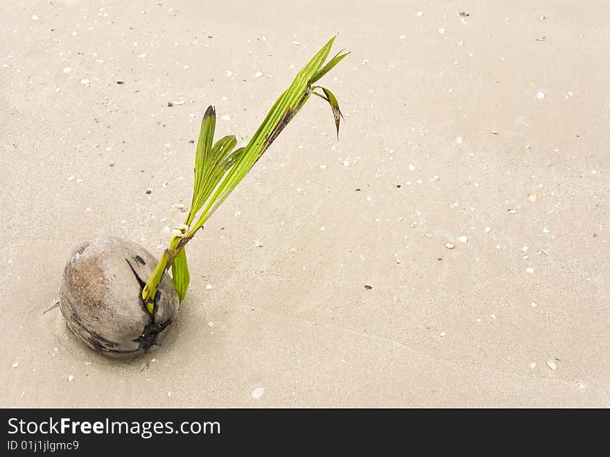 Growing coconut on a beach