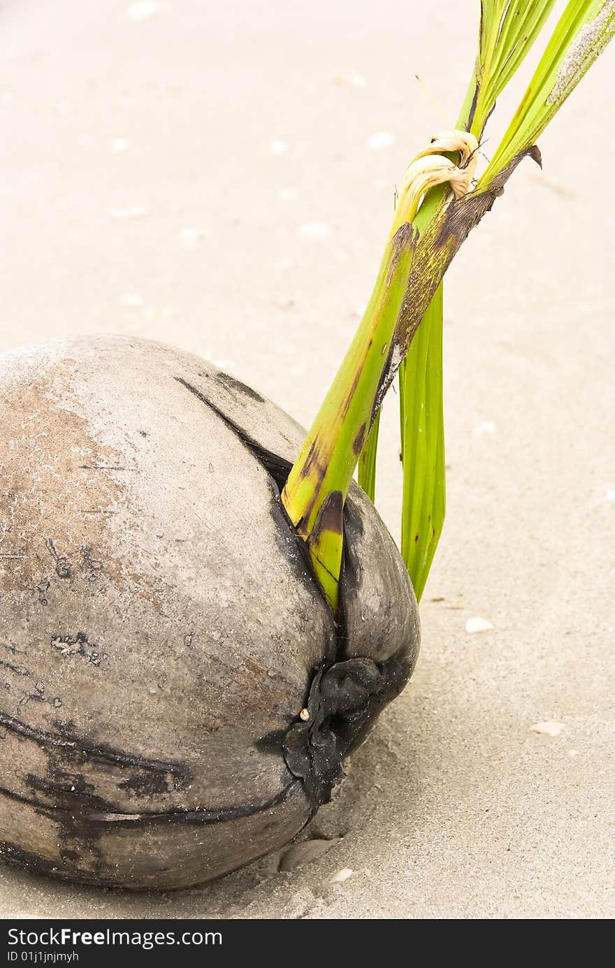 Growing coconut on a beach