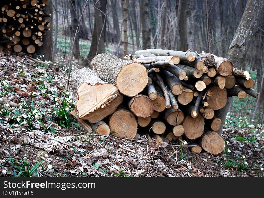 Stacked logs and wood