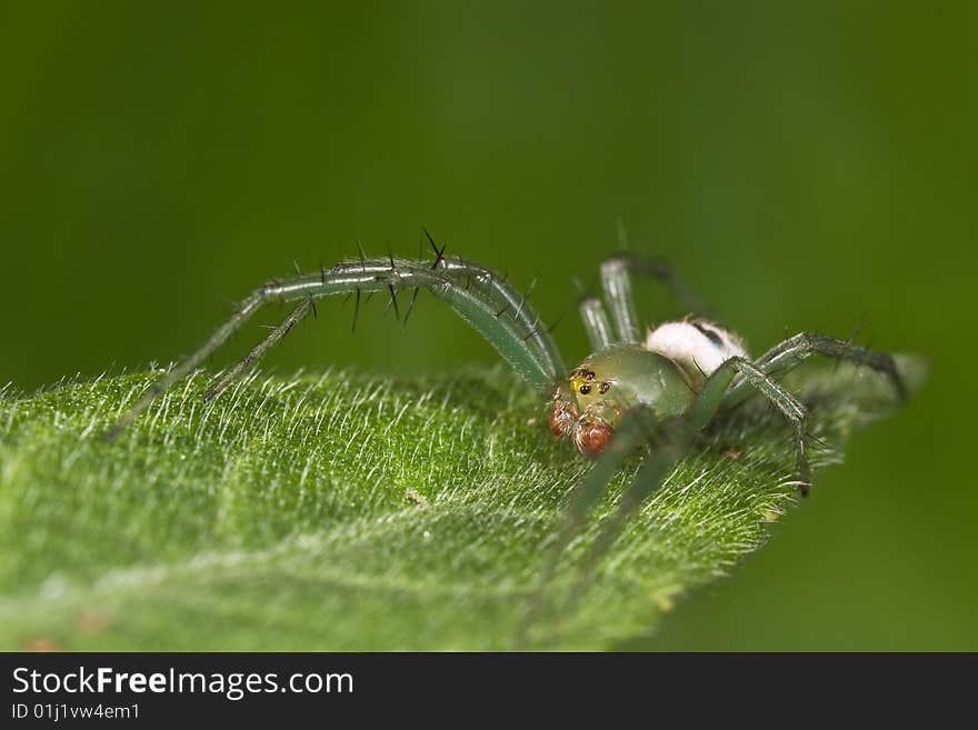 Orb-web spider macro