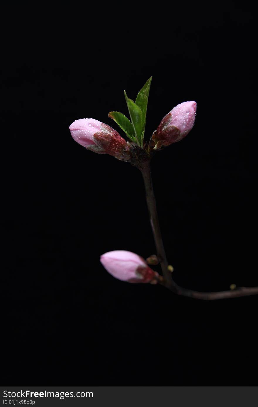 Peach flower buds at a black background