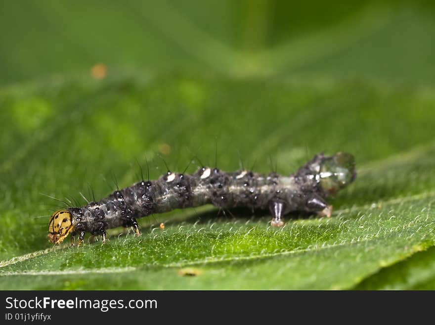 Caterpillar closeup