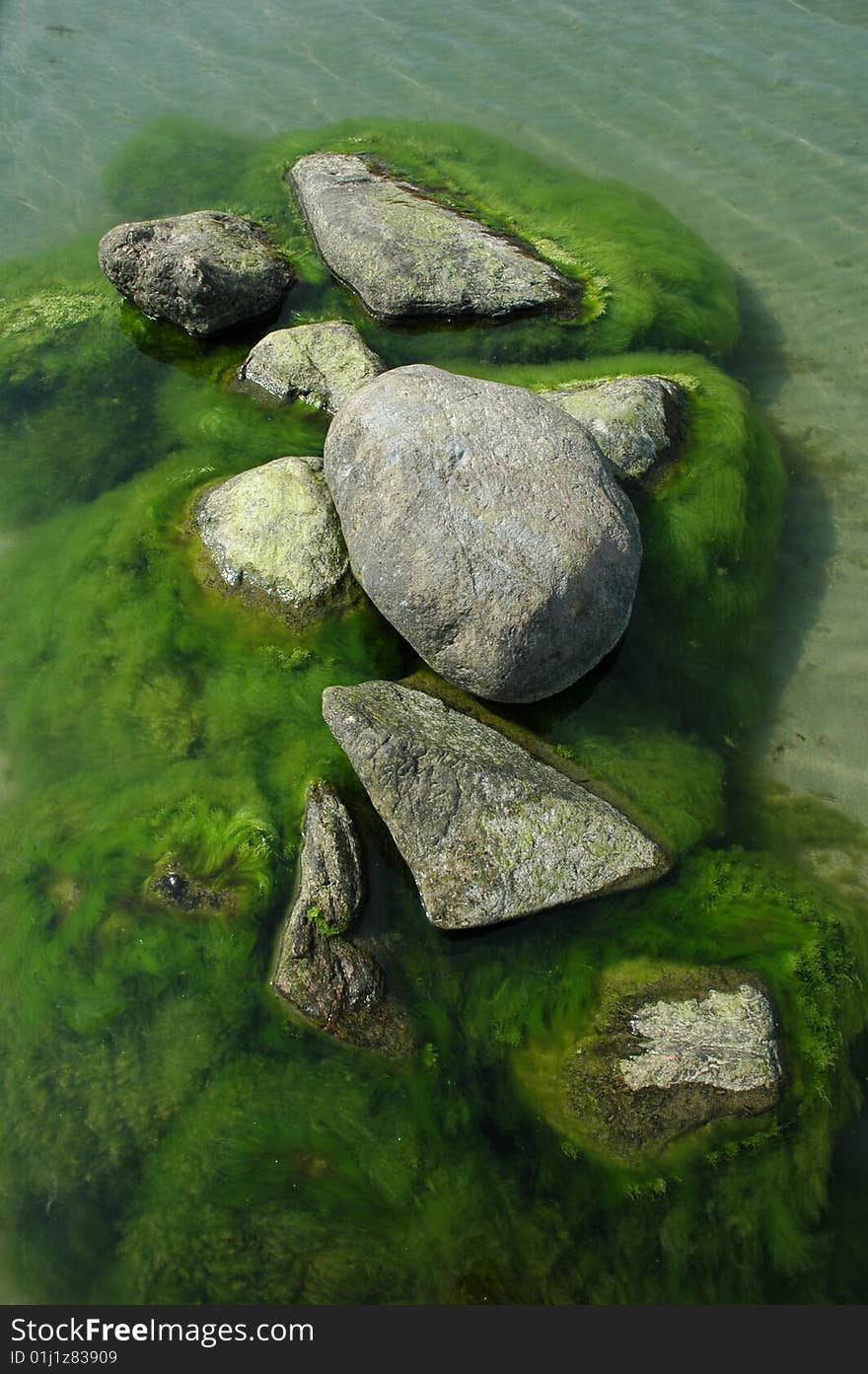 A collection of rocks covered with sea weed semi submerged in water. A collection of rocks covered with sea weed semi submerged in water