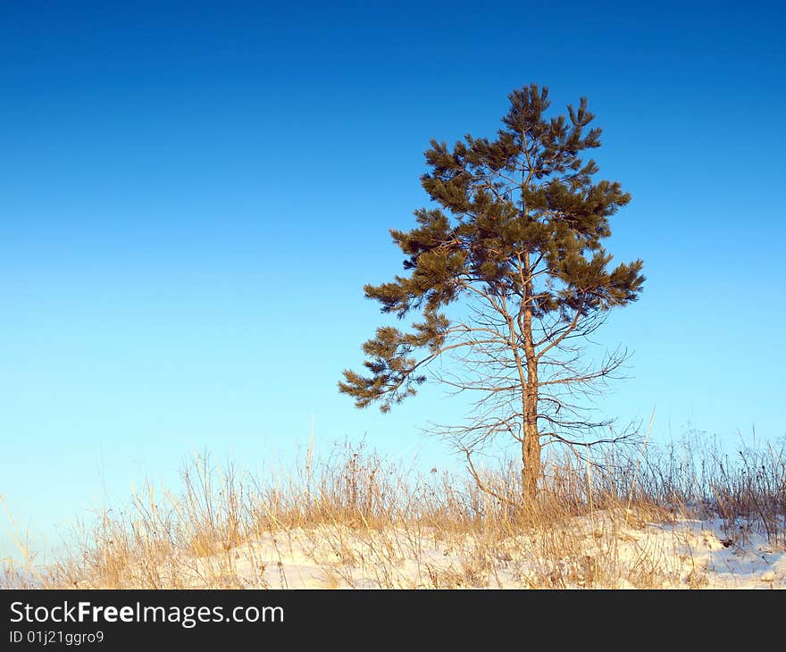 Lonely pine