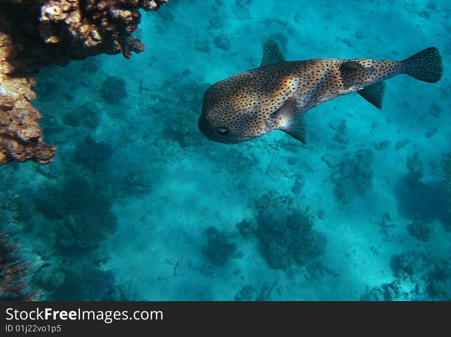 Photo from the Red Sea near Sharm El Sheikh, Egypt. Photo from the Red Sea near Sharm El Sheikh, Egypt