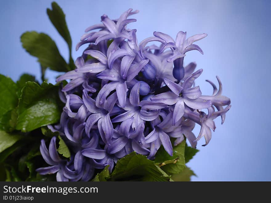 Purple Hyacinth