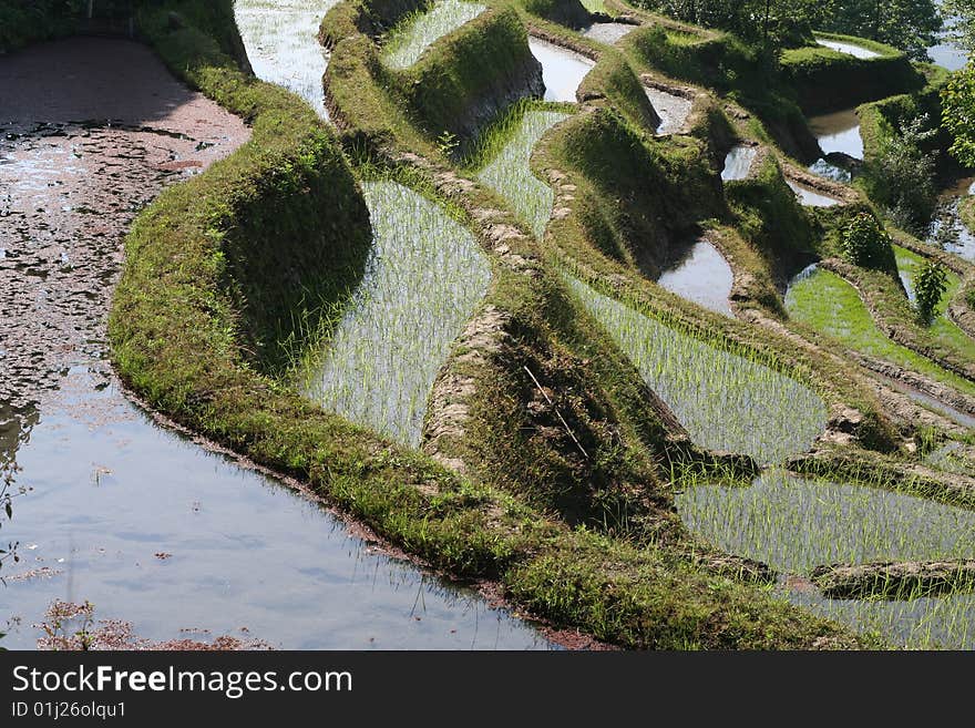 Bountiful Hani Terraces