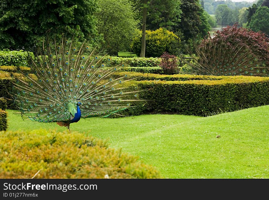 Peacocks