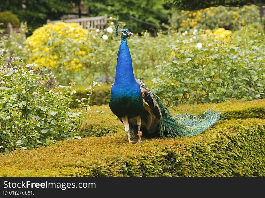 Peacock