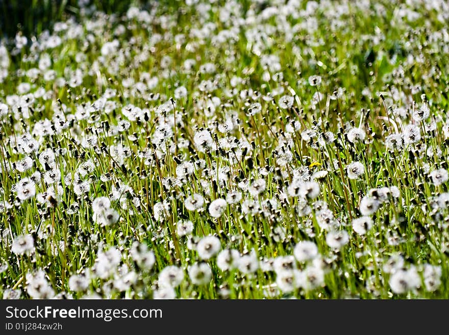 Dandelion field